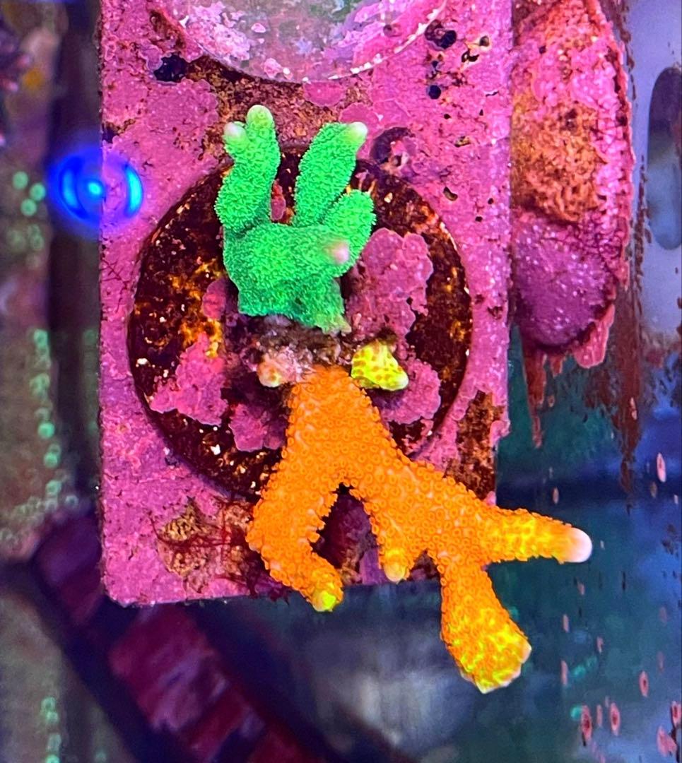 Forest Fire&Green➕Red&Green➕Rainbowセット