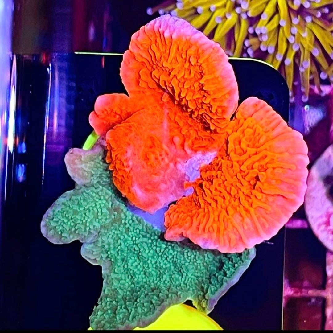 Forest Fire&Green➕Red&Green➕Rainbowセット