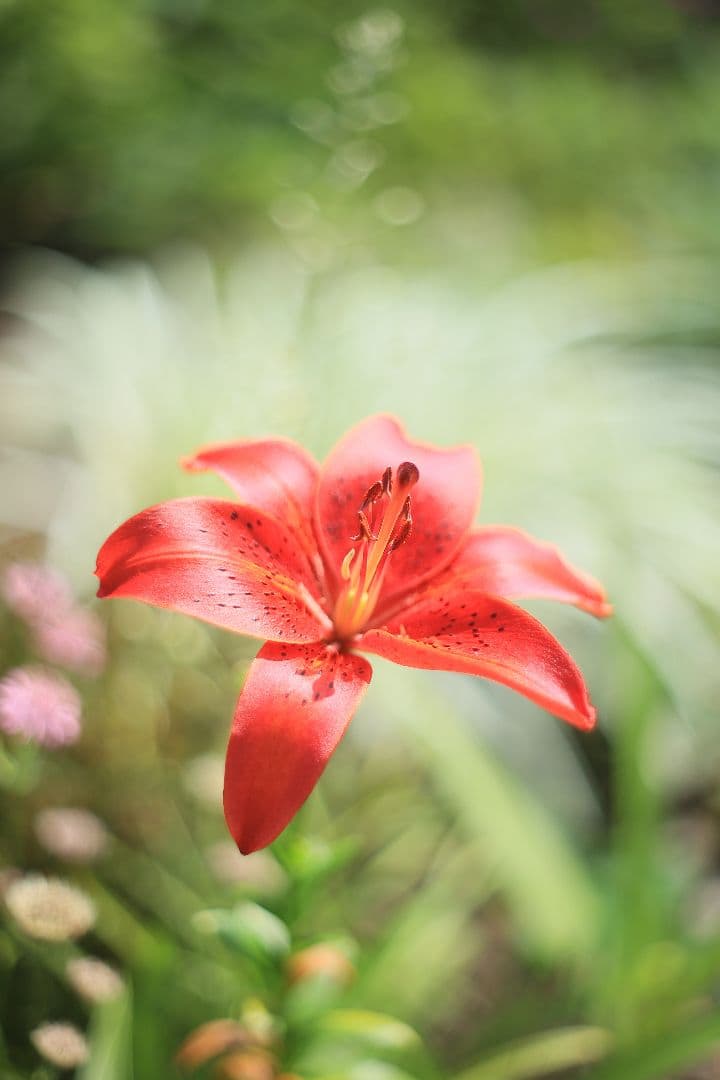 《希少》AUTO mamiya/sekor 55mm F1.8 後期型【良品】