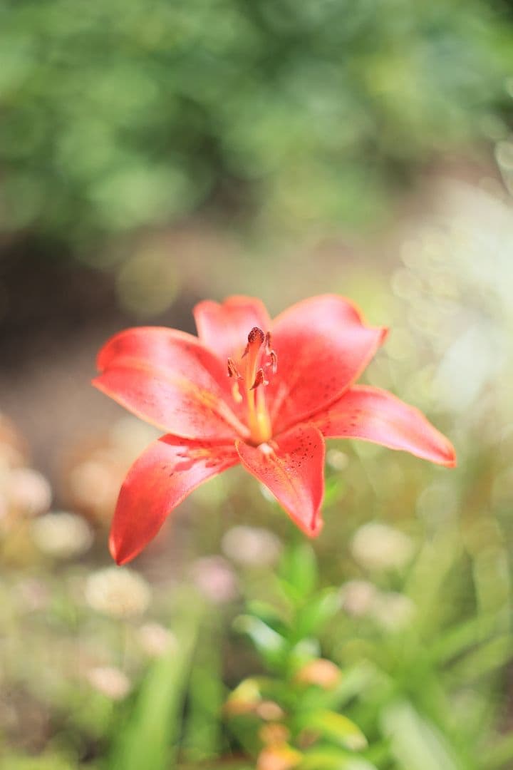 《希少》AUTO mamiya/sekor 55mm F1.8 後期型【良品】