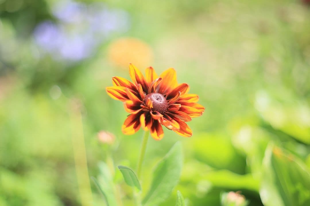 《希少》AUTO mamiya/sekor 55mm F1.8 後期型【良品】