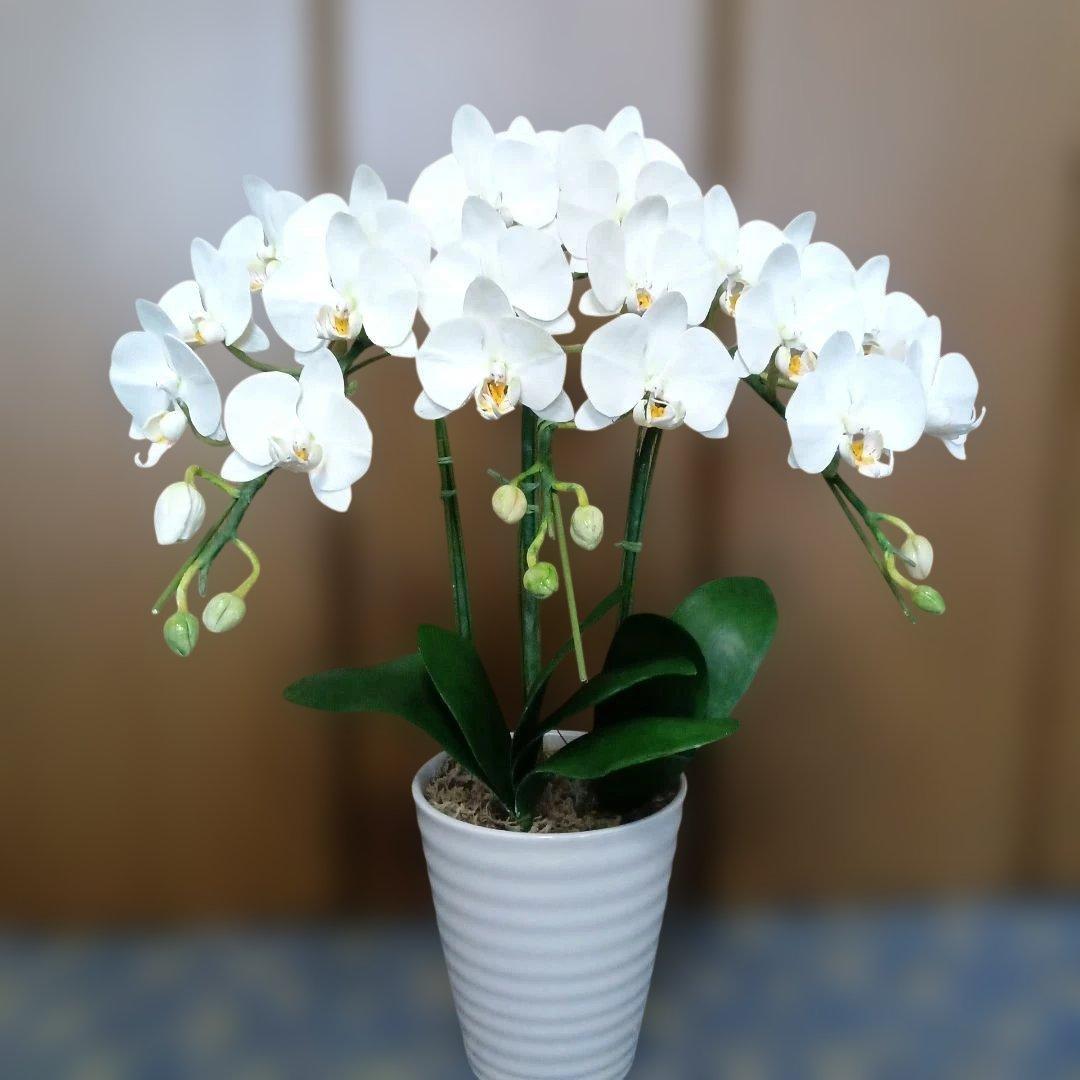 専用　ホワイト胡蝶蘭　クレイフラワー　樹脂粘土