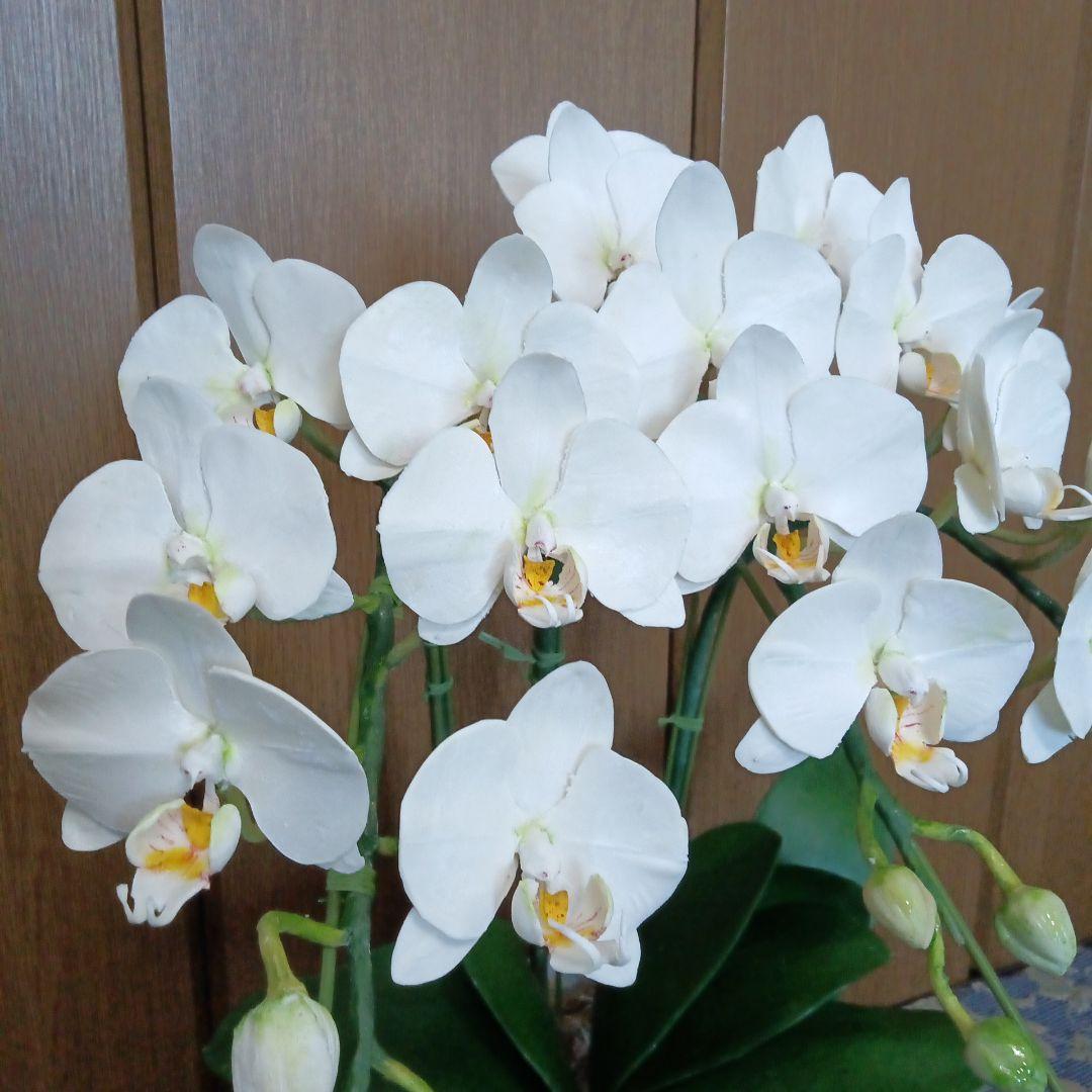 専用　ホワイト胡蝶蘭　クレイフラワー　樹脂粘土