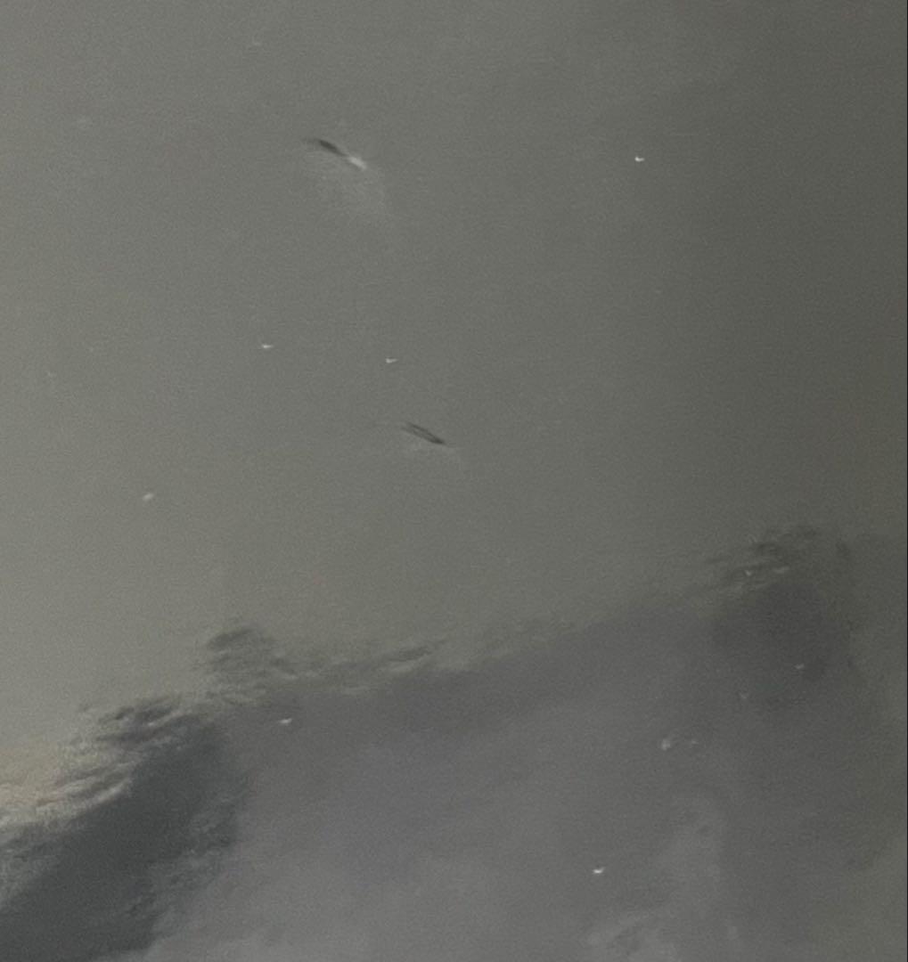 相対性理論　調べる相対性理論　3LP レコード　Tシャツ付き