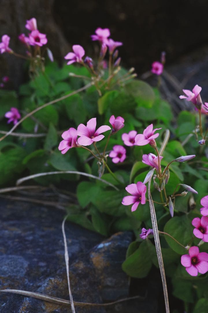 SIGMA 35mm F1.4 DG HSM レンズ