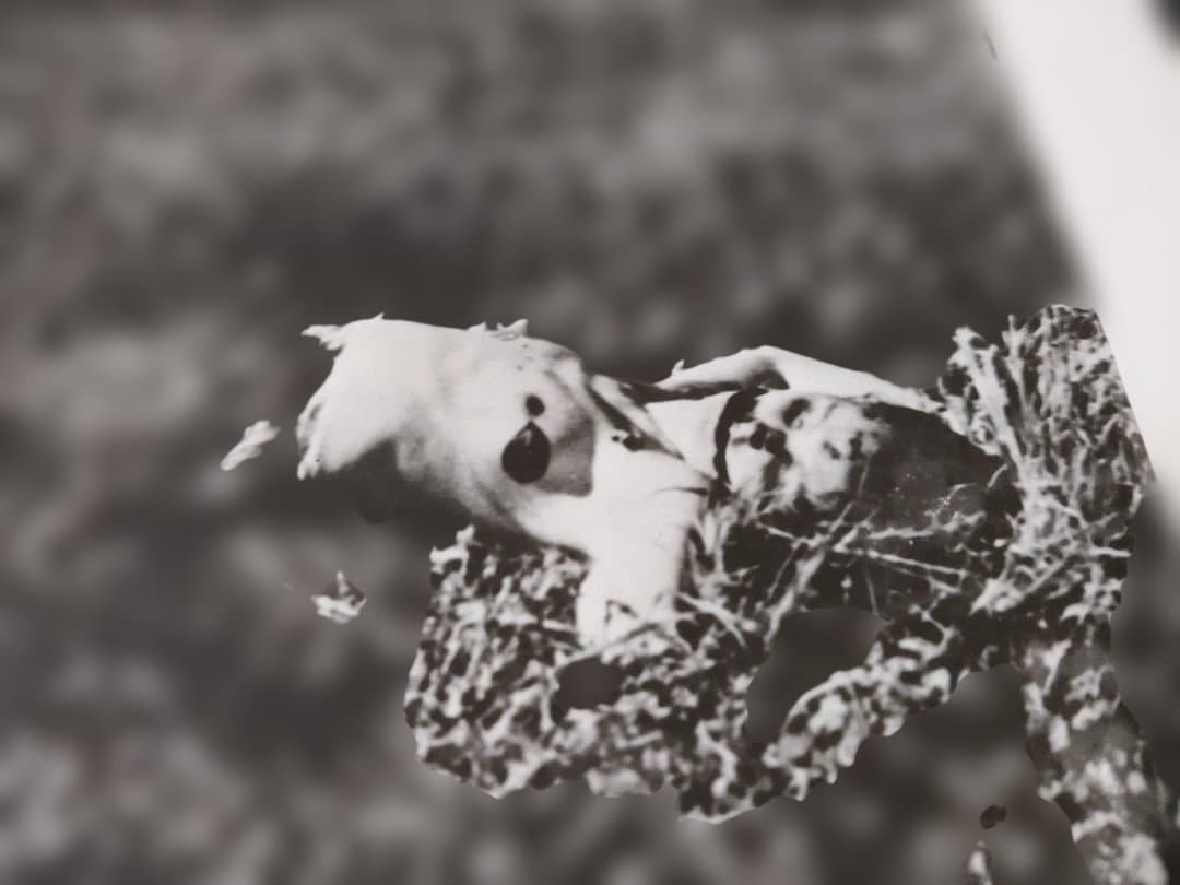 DEATH SCENES 　Katherine Dunn　限定プリント1枚付属