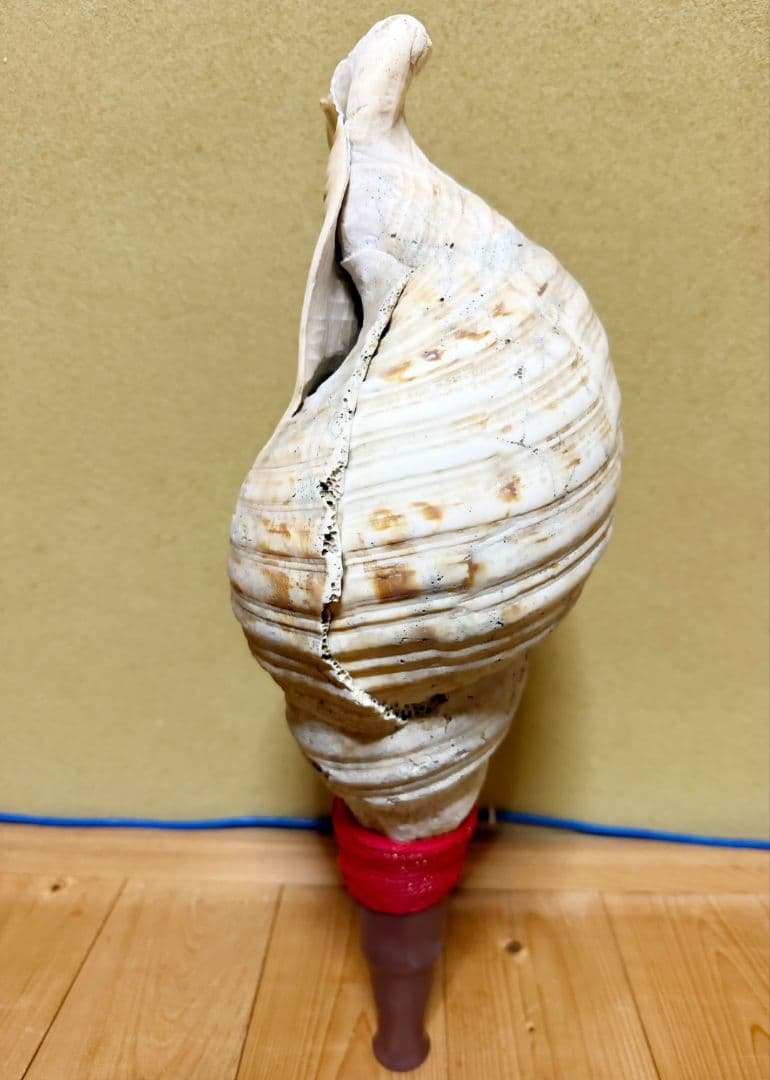 限定セール❗️最大級修験道法螺貝50㎝　肉厚　山伏ホラガイ　ほら貝