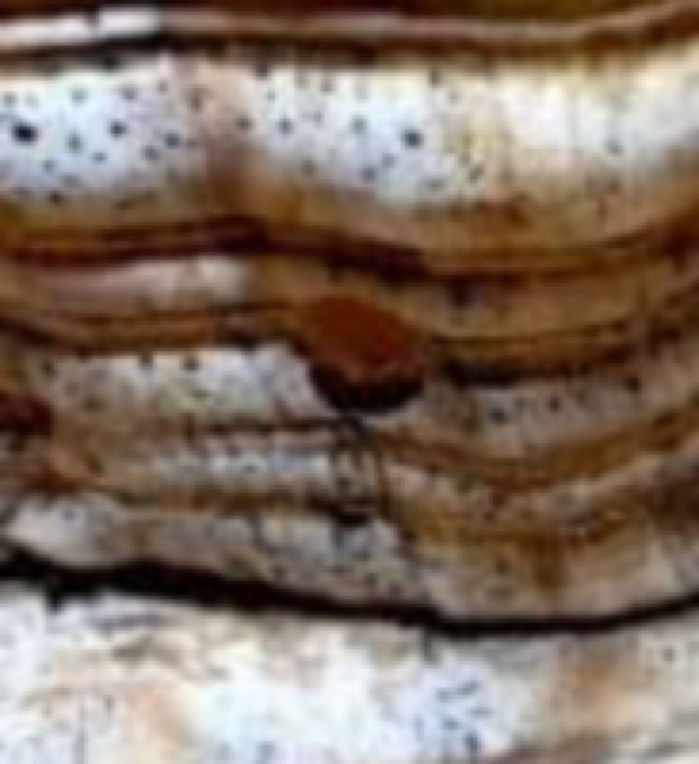 限定セール❗️最大級修験道法螺貝50㎝　肉厚　山伏ホラガイ　ほら貝