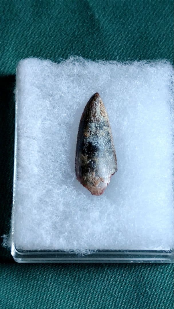 カルカロドントサウルスの歯の化石