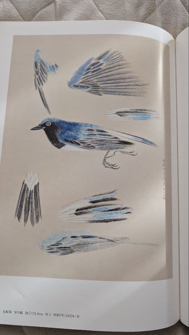 【４５年前に購入】　速水御舟 作品集