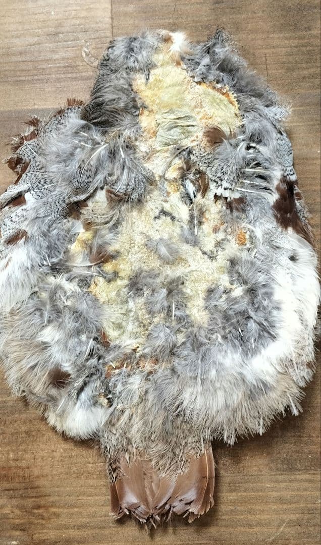 【フライタイイング】ハックル ケープ・クイル 5点まとめ売り