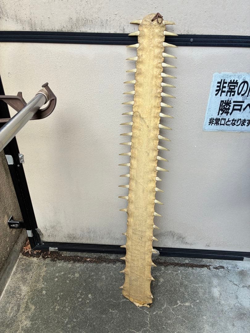 ノコギリエイ　吻　角　牙　標本　剥製　ノコギリザメ　大型107センチ
