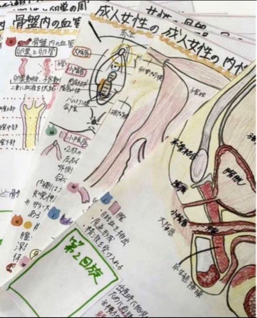 助産師　助産学生　実習国家試験対策味方セット　解剖帝王切開　フィジカル　事前学習