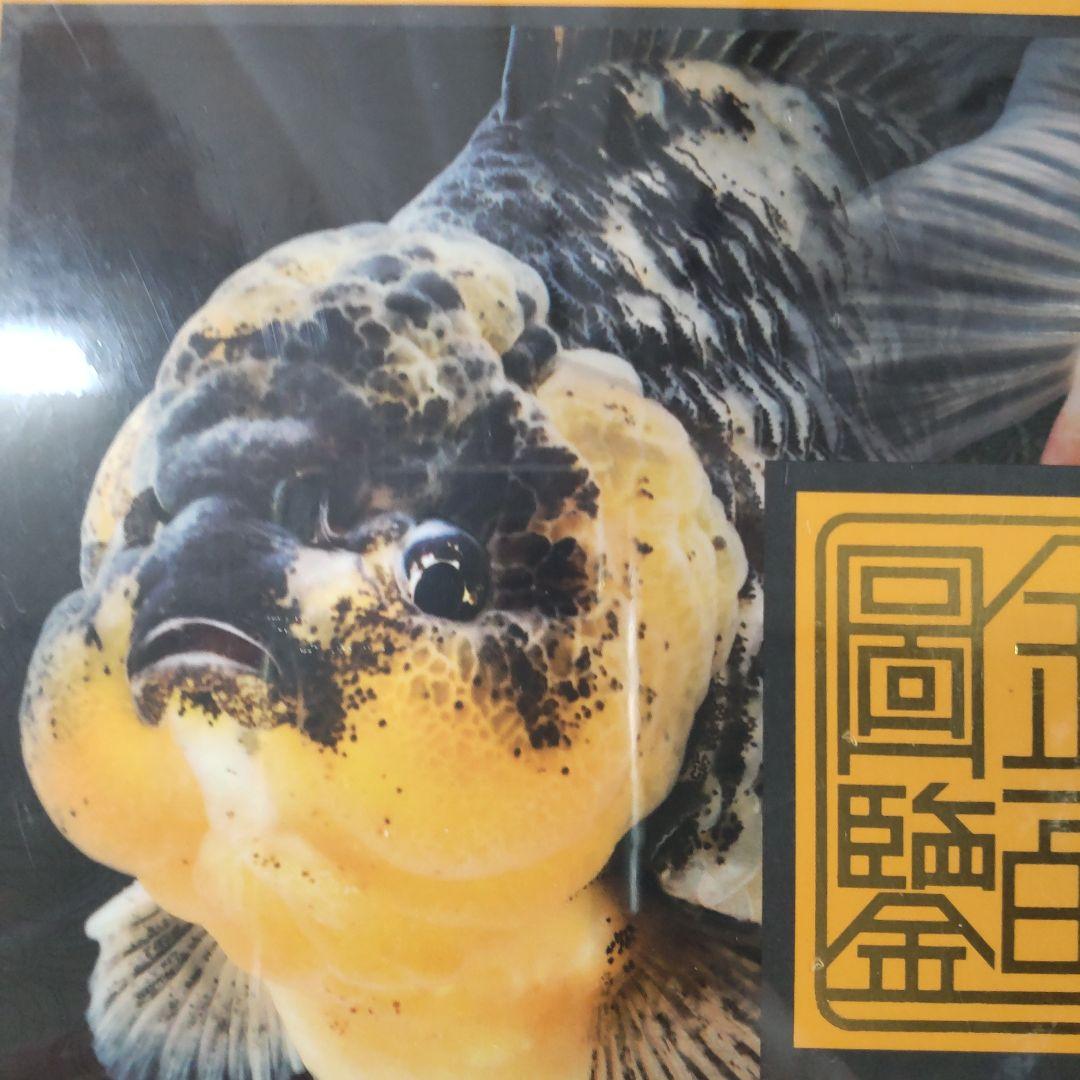 【未開封新品】シュリンク有　中国金魚図鑑・専門書