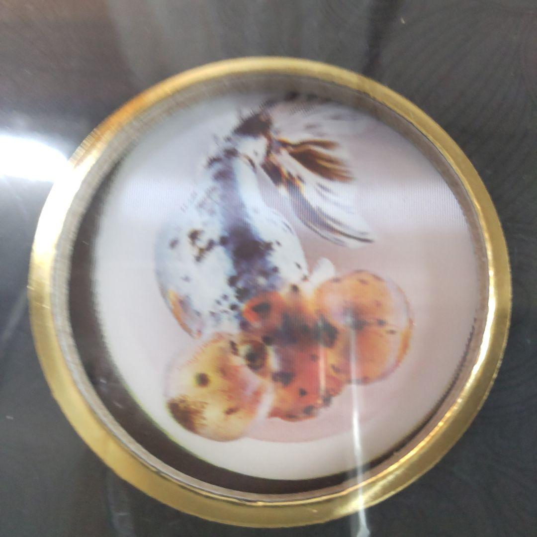 【未開封新品】シュリンク有　中国金魚図鑑・専門書