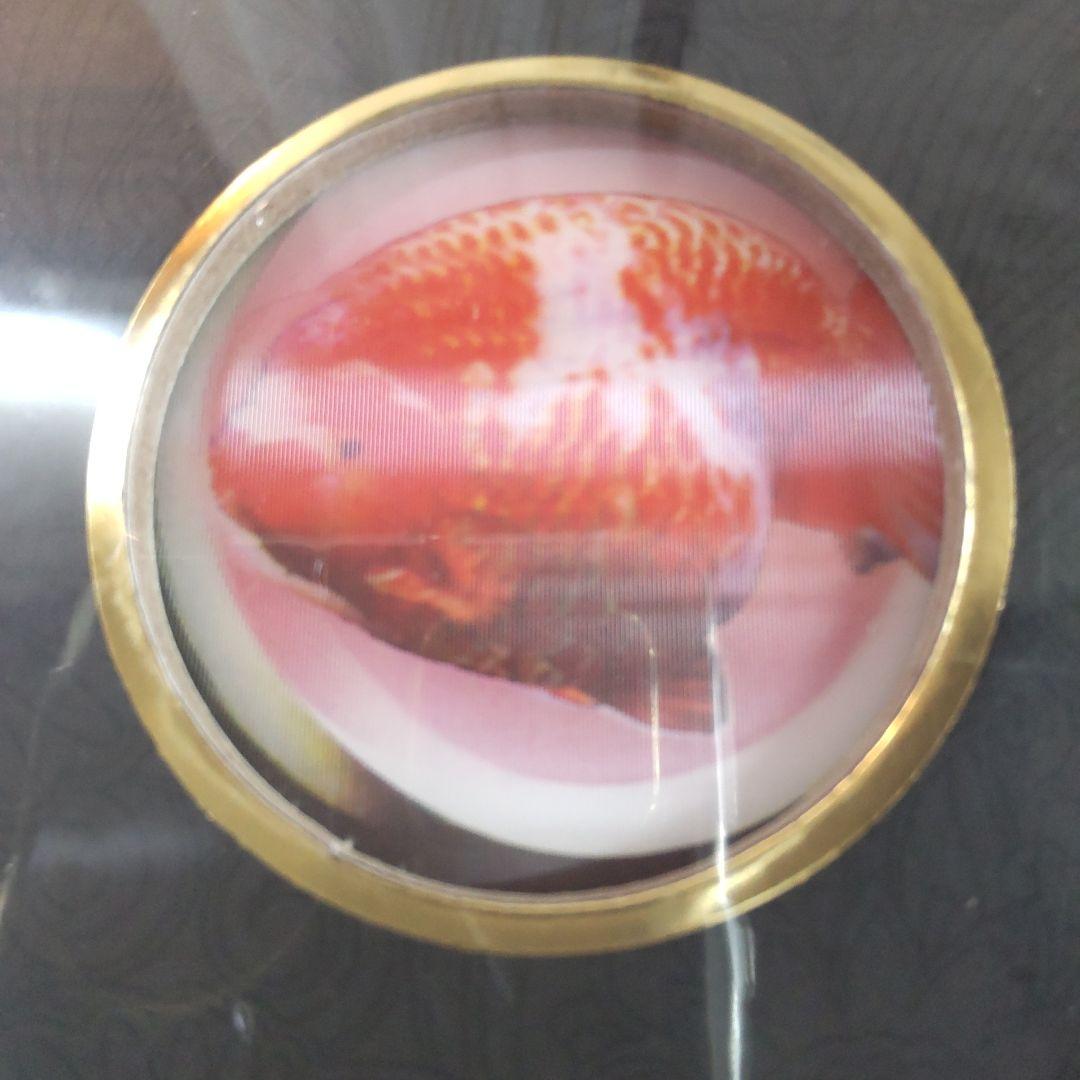 【未開封新品】シュリンク有　中国金魚図鑑・専門書