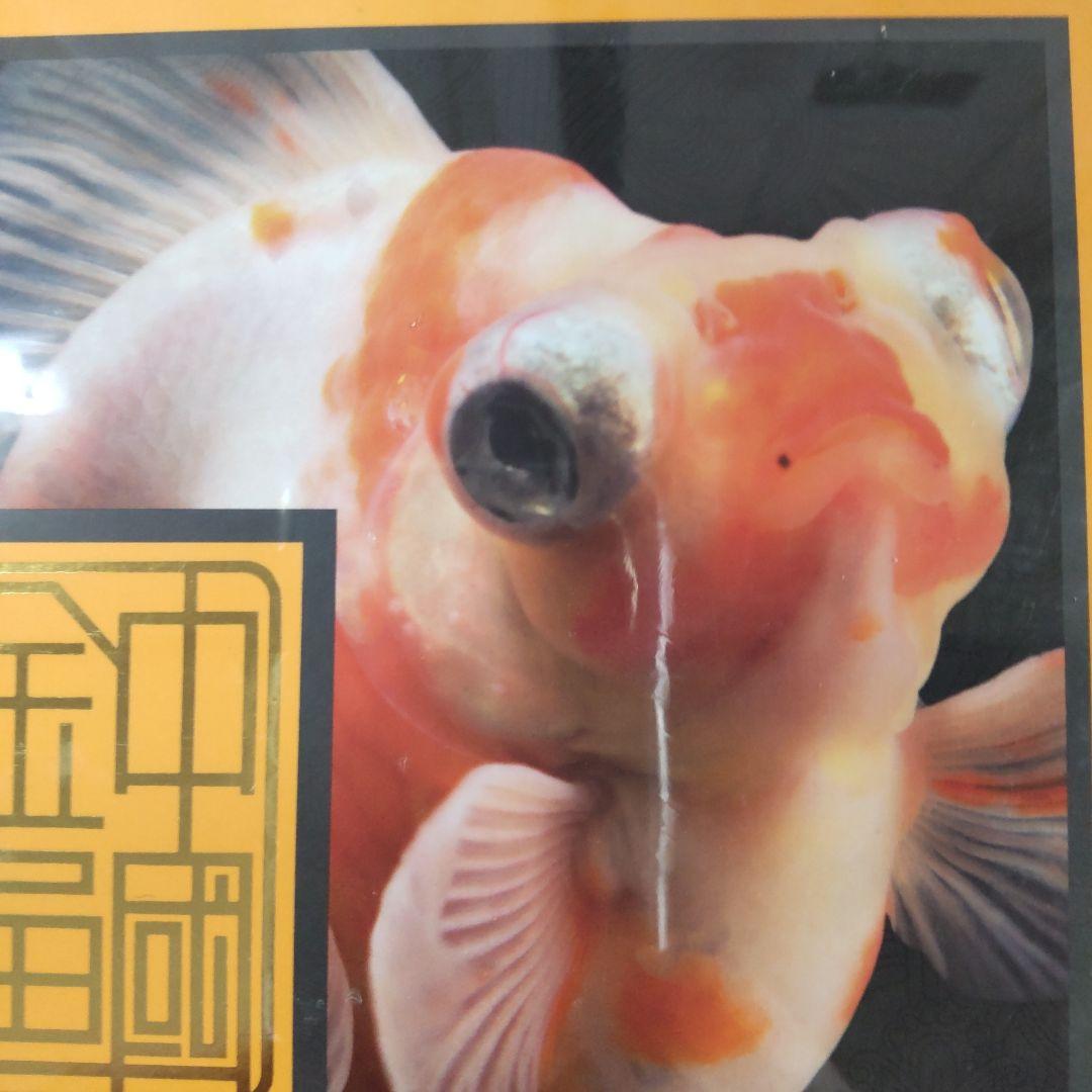 【未開封新品】シュリンク有　中国金魚図鑑・専門書