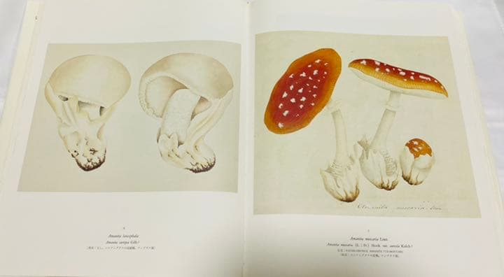 ジャン・アンリ・ファーブルのきのこ 221点の水彩画と解説