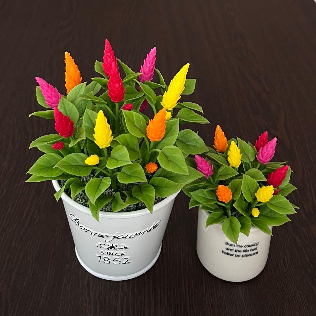 専用　ラズベリー鉢植え　ケイトウ　ラベンダー　クローバー　クレイフラワー