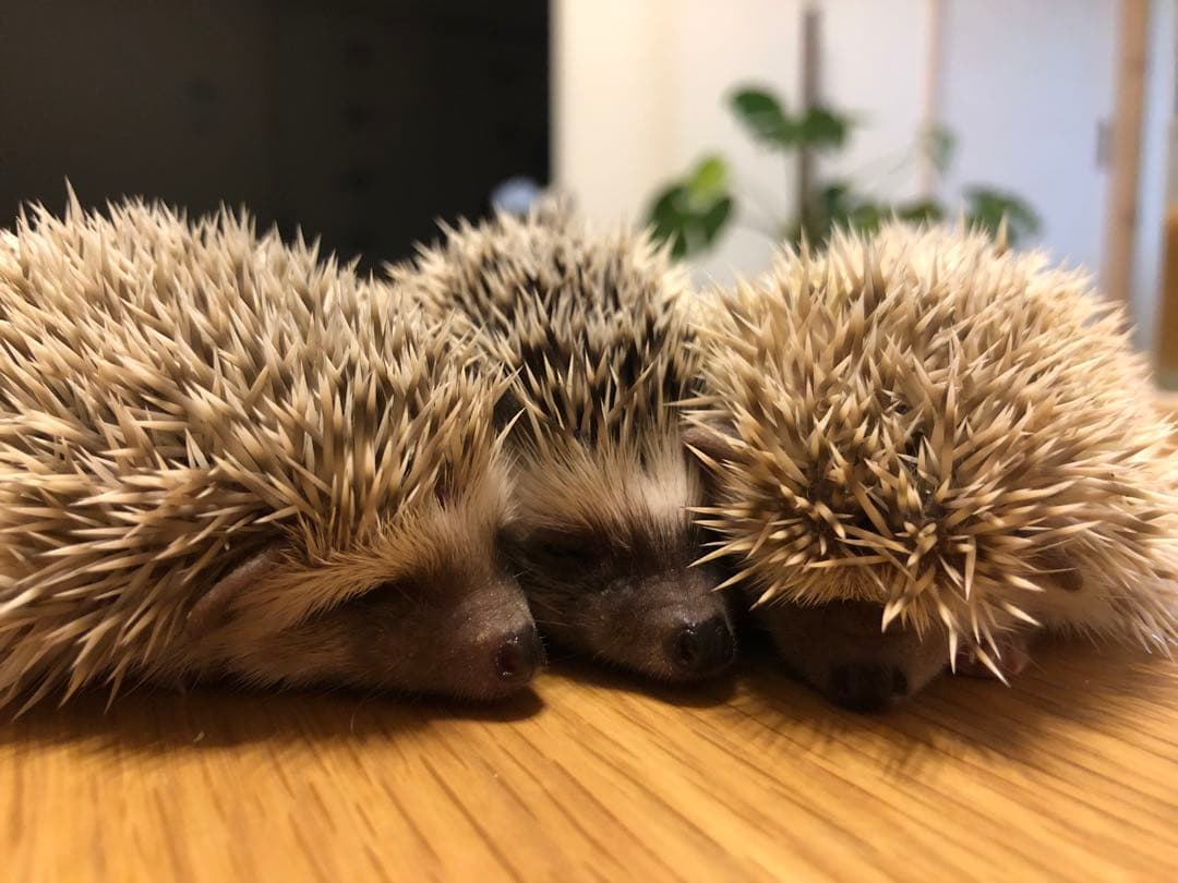 ハリネズミ ケージ 飼育セット 1