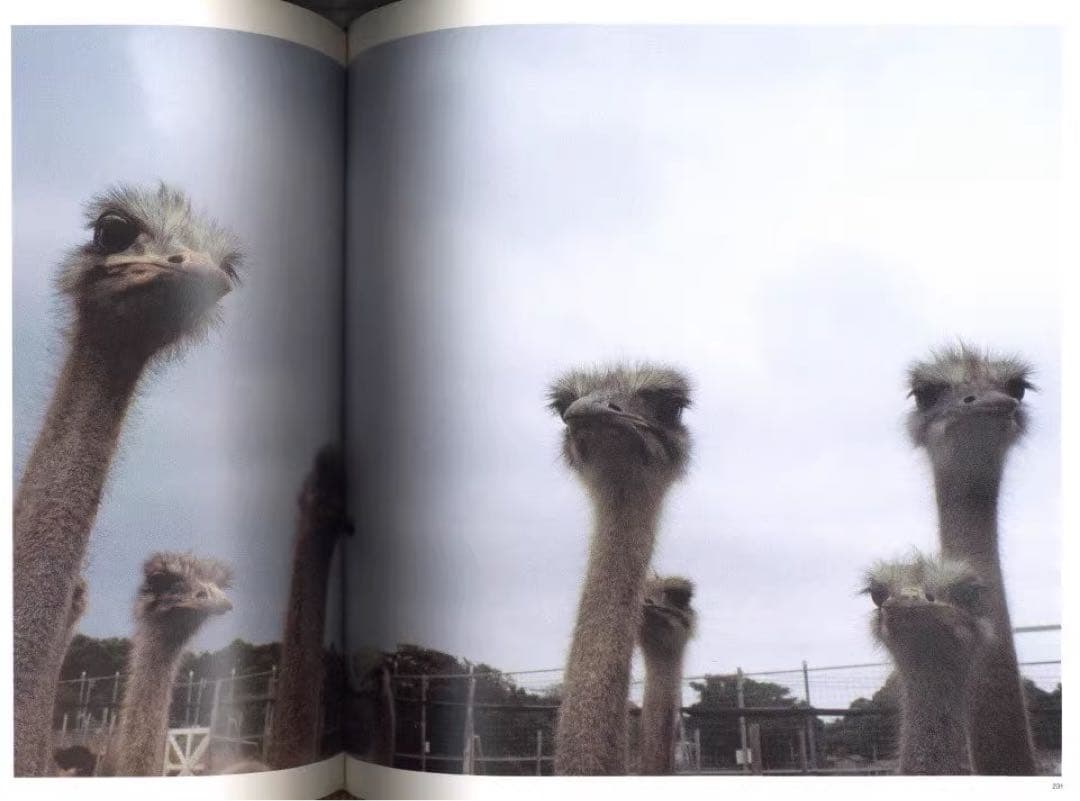 趣味 ROADSIDE JAPAN Kyoichi Tsuzuki