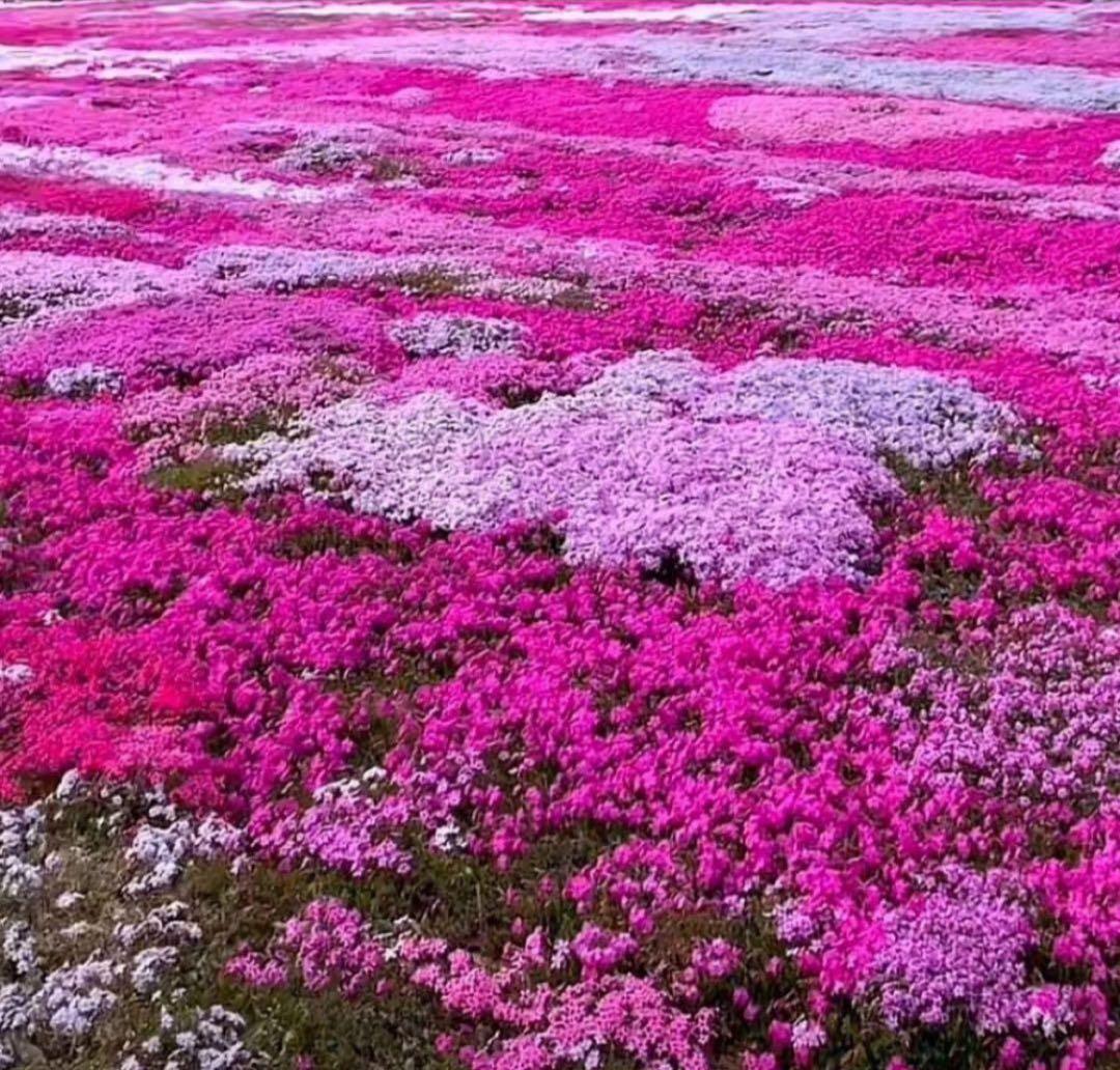 COACH長財布レインボーマルチカラーシグネチャーホワイト白ストラップ付.新品