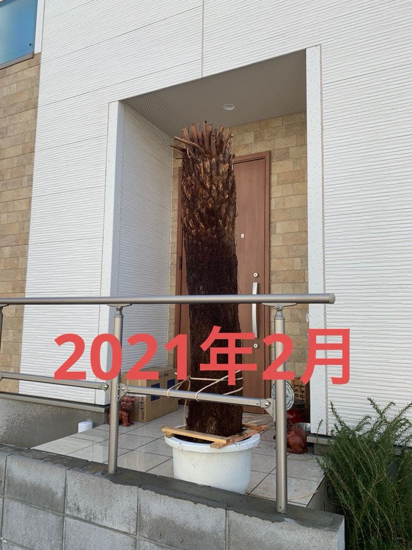 破格　大株　ディクソニア　アンタルティカ