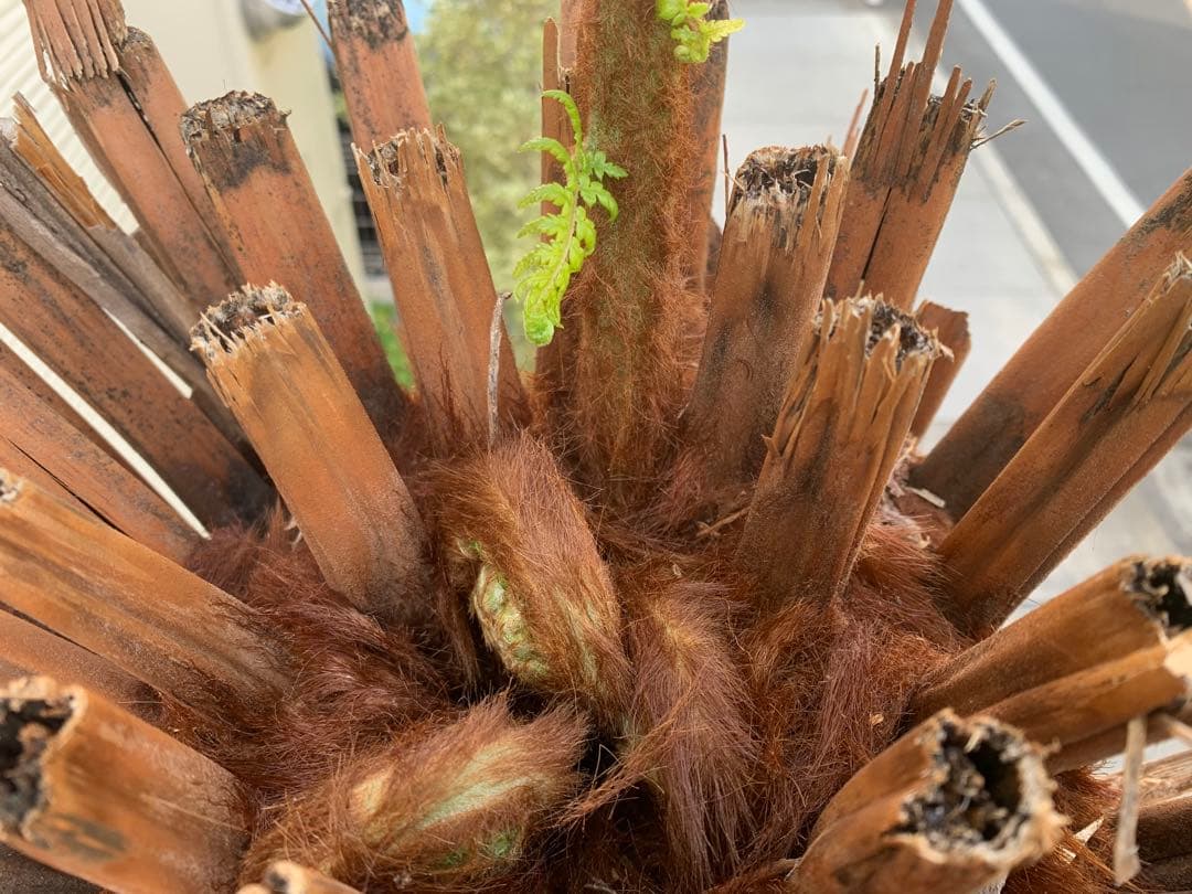 破格　大株　ディクソニア　アンタルティカ