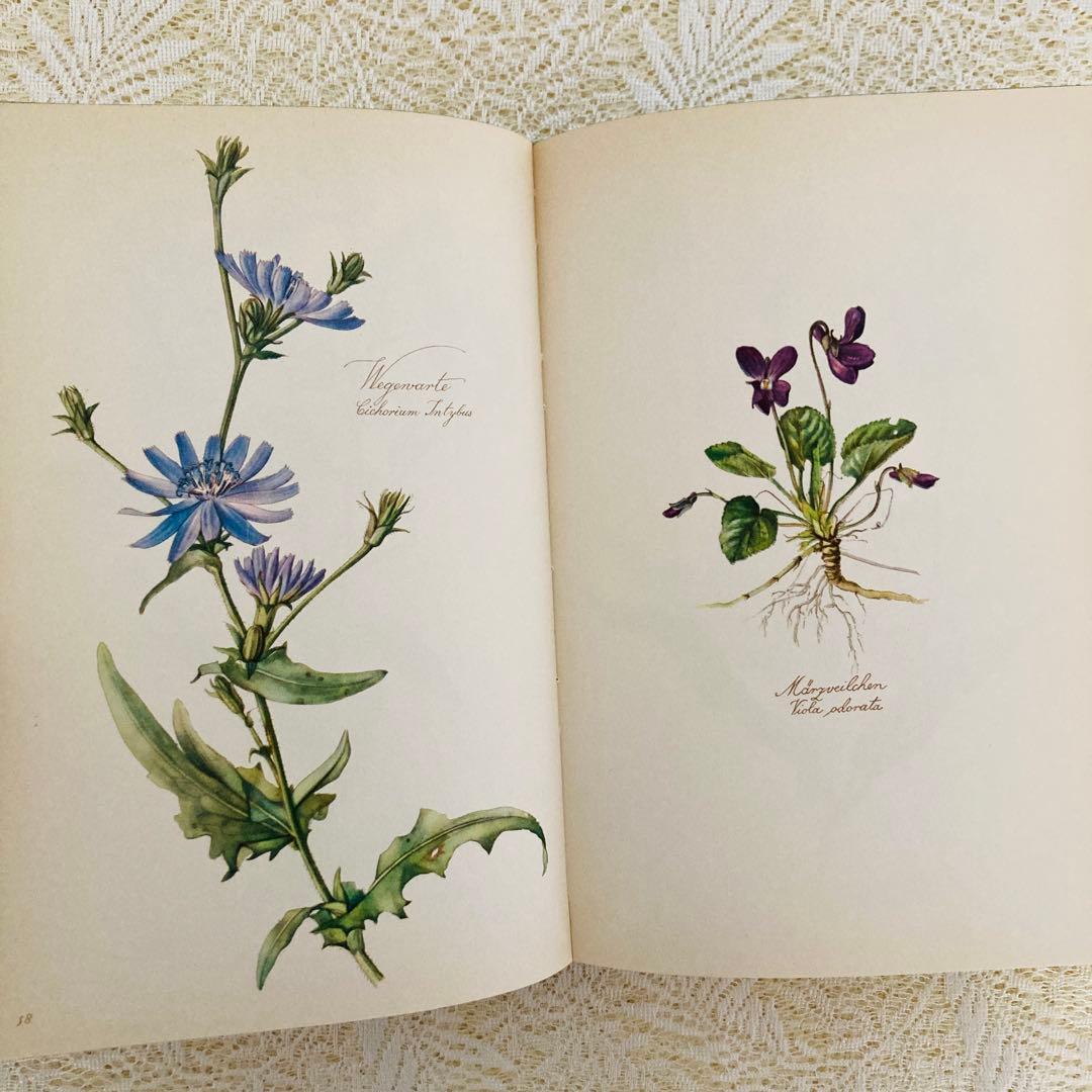 希少　ヴィンテージ植物図鑑2巻セット　繊細で美しい植物画300点　洋書・古書
