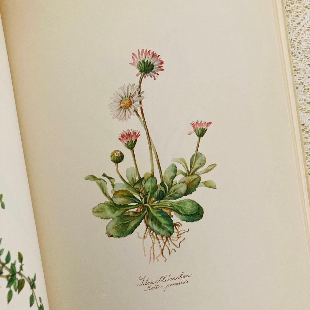 希少　ヴィンテージ植物図鑑2巻セット　繊細で美しい植物画300点　洋書・古書