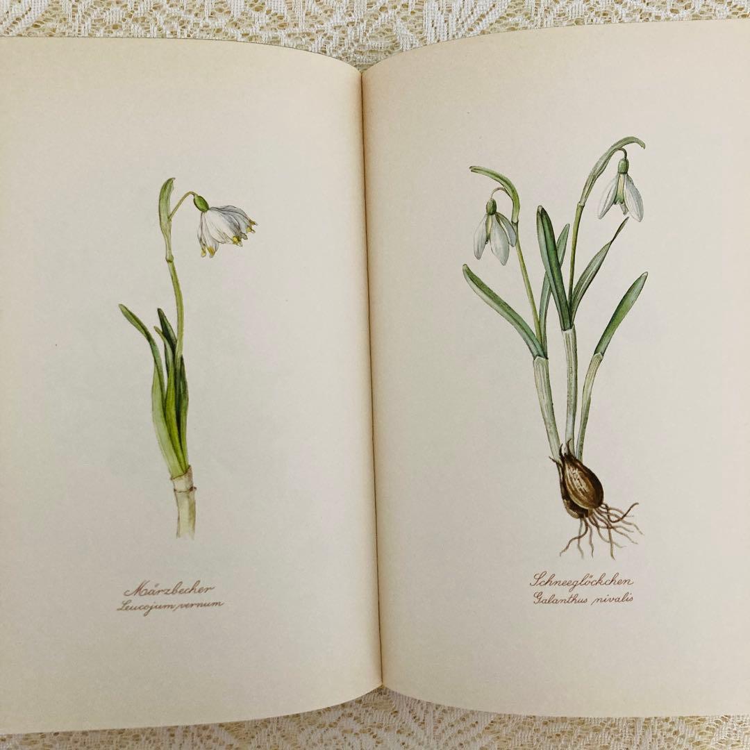 希少　ヴィンテージ植物図鑑2巻セット　繊細で美しい植物画300点　洋書・古書