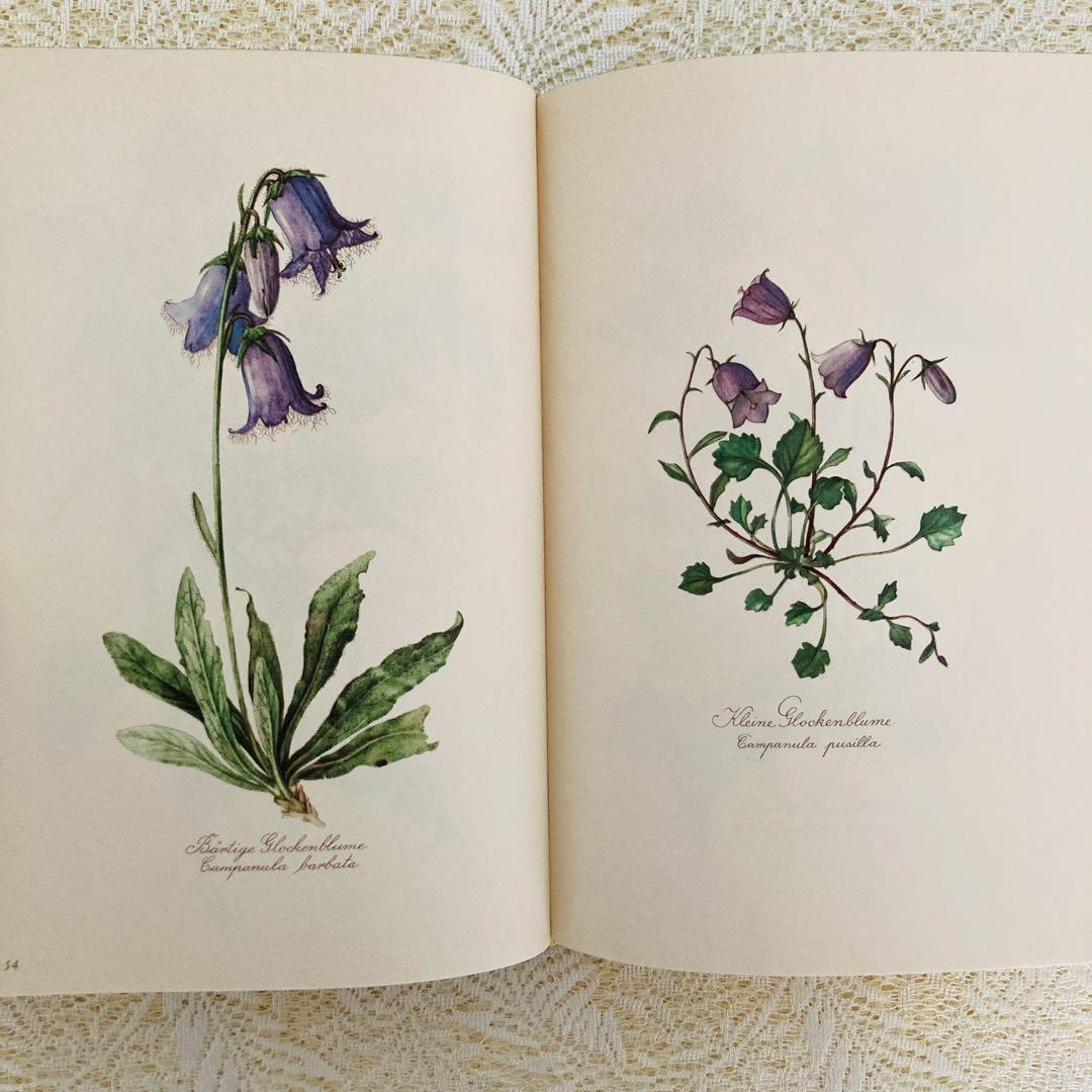 希少　ヴィンテージ植物図鑑2巻セット　繊細で美しい植物画300点　洋書・古書