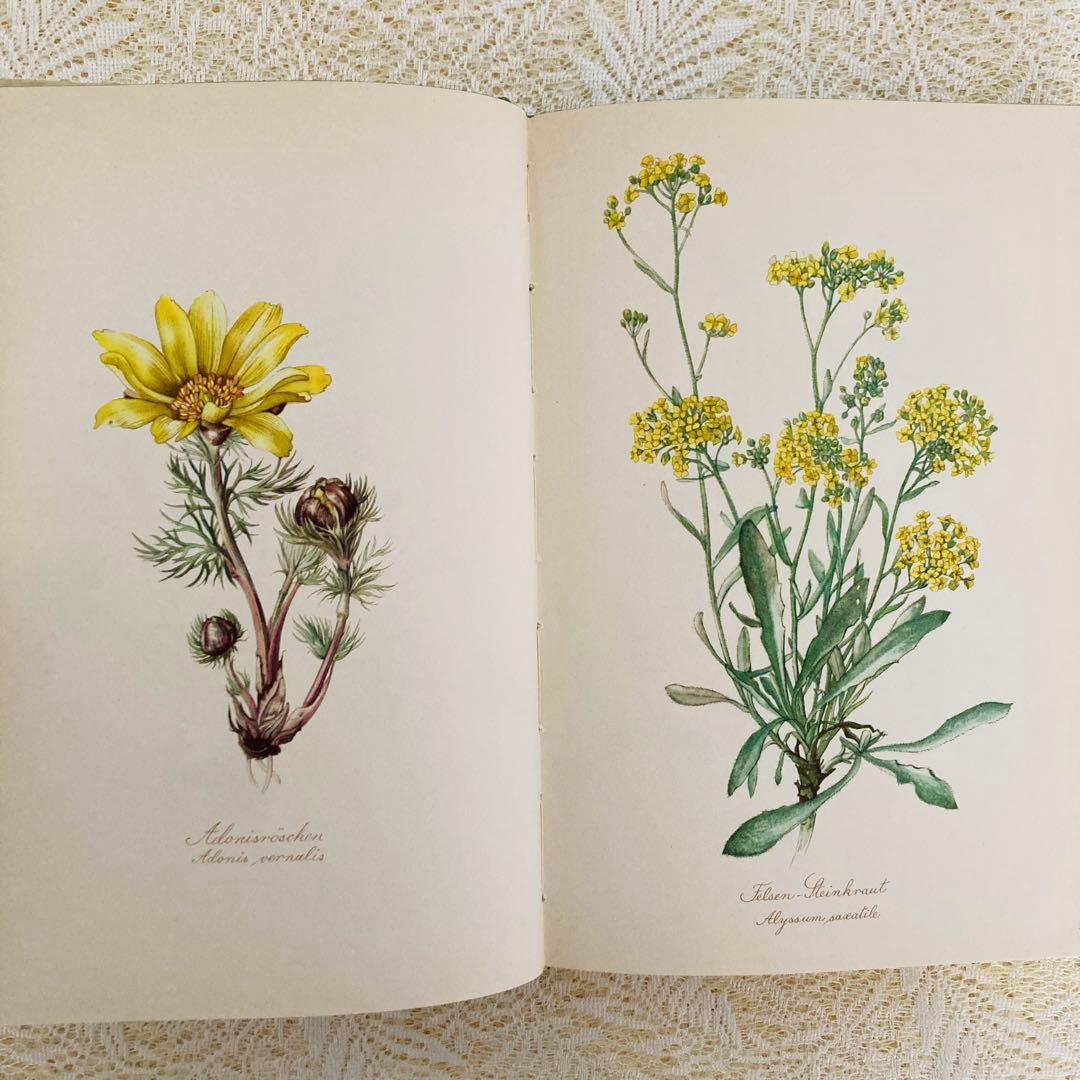 希少　ヴィンテージ植物図鑑2巻セット　繊細で美しい植物画300点　洋書・古書