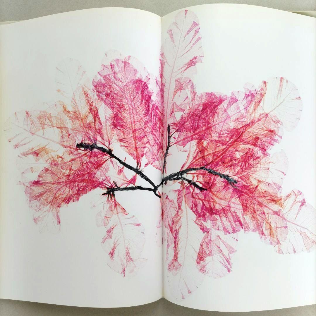 FLORA:Nick Knight/ニック・ナイト 写真集 植物標本 アート