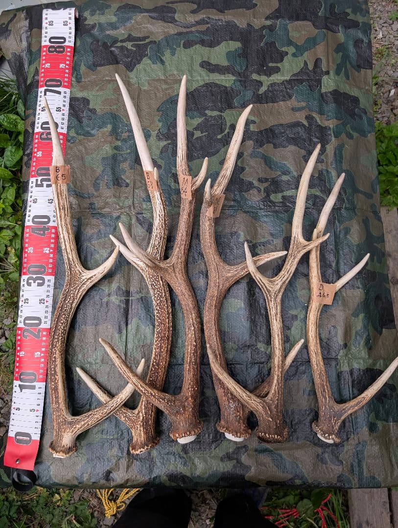 鹿の角（狩り角) ３４本セット