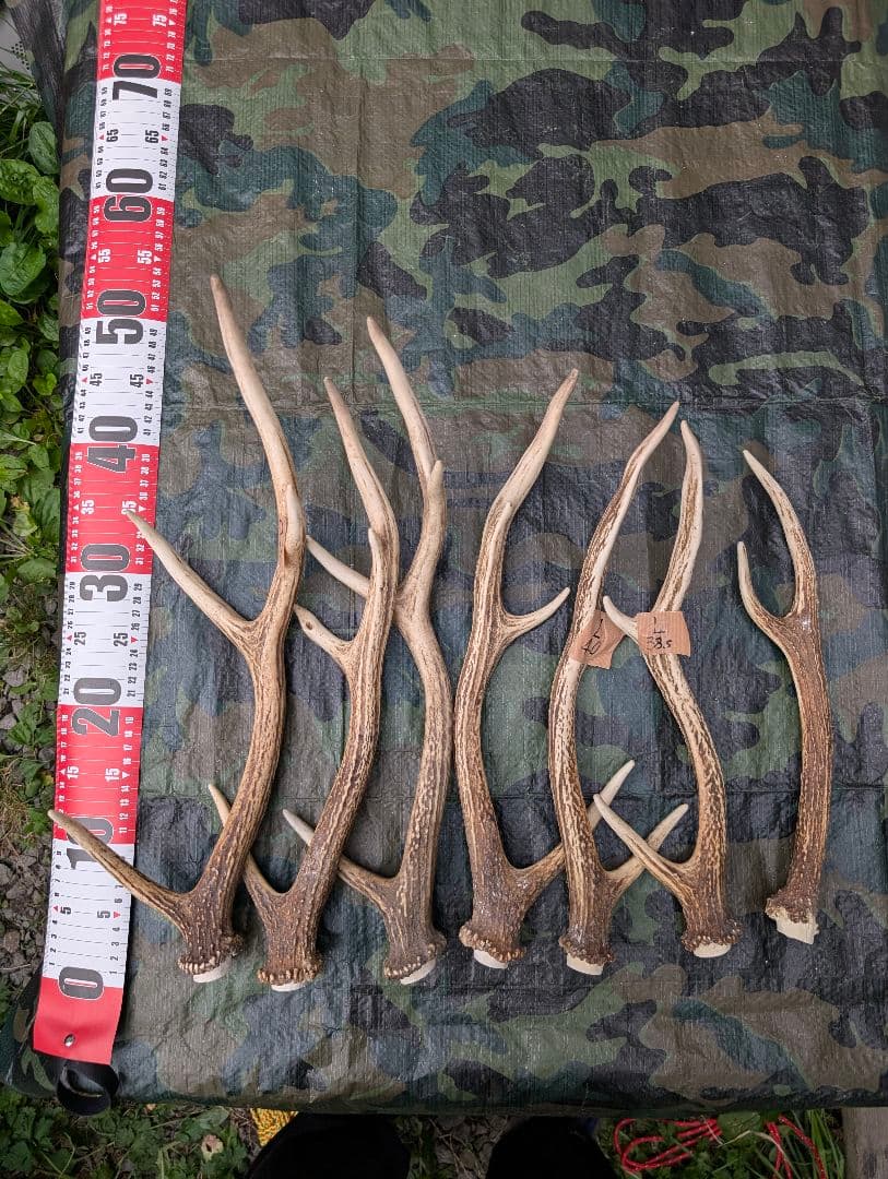 鹿の角（狩り角) ３４本セット