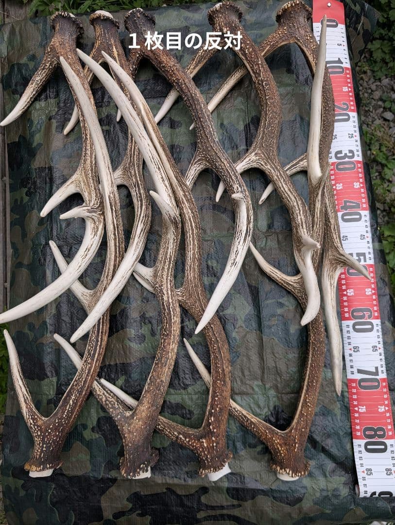 鹿の角（狩り角) ３４本セット