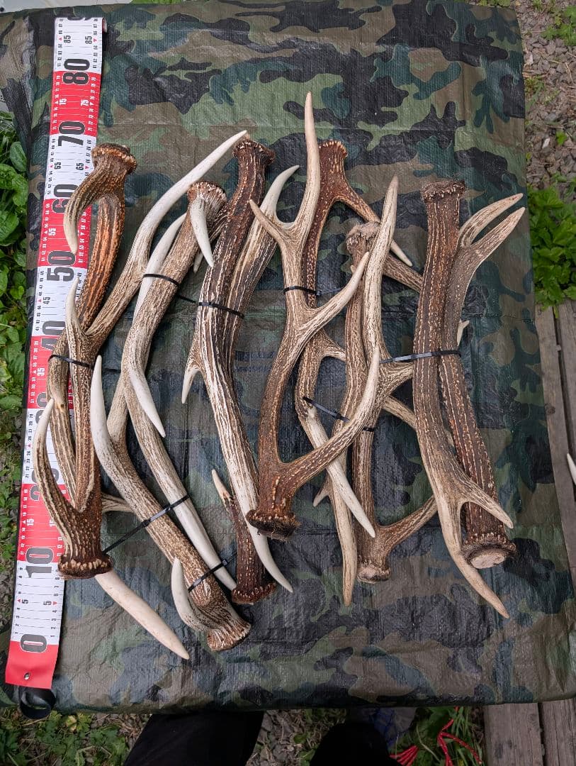 鹿の角（狩り角) ３４本セット