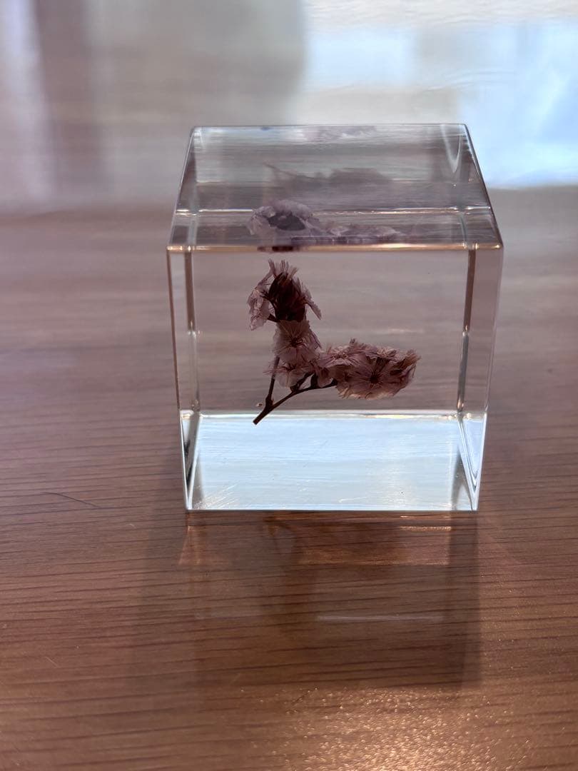 宙ソラsola cube 標本箱木箱セット ウサギノネドコセレクション9個