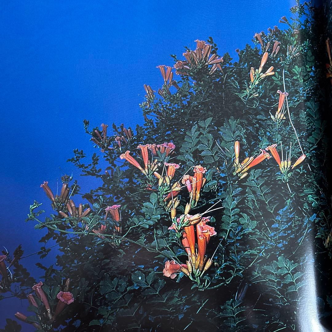 花狩　山村雅昭写真集