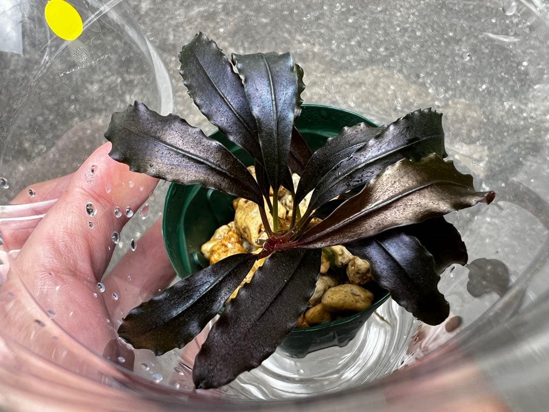 Bucephalandra sp.Ghost Kalimantan ②