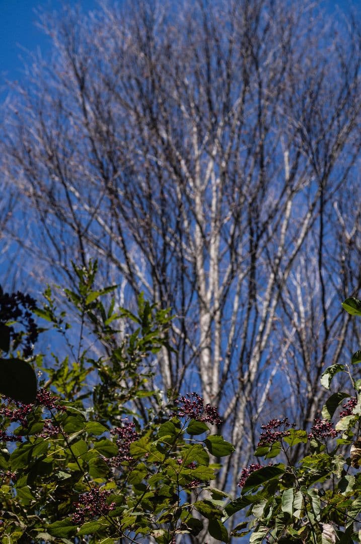 Voigtländer APO-LANTHAR 90mm F3.5 MC