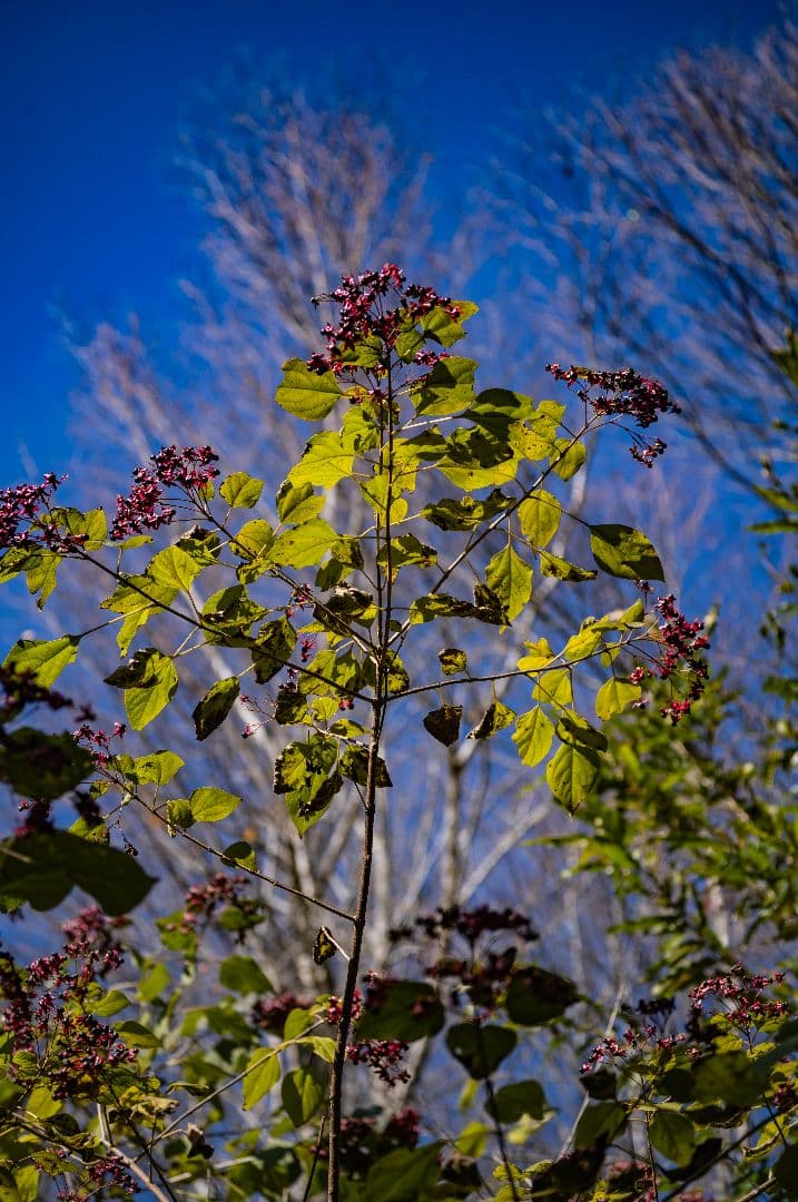 Voigtländer APO-LANTHAR 90mm F3.5 MC