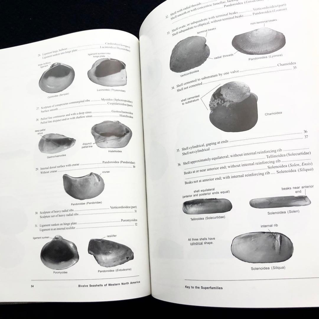 北アメリカ西部の二枚貝 専門書「Bivalve Seashells」