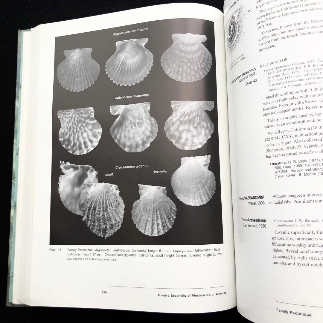 北アメリカ西部の二枚貝 専門書「Bivalve Seashells」