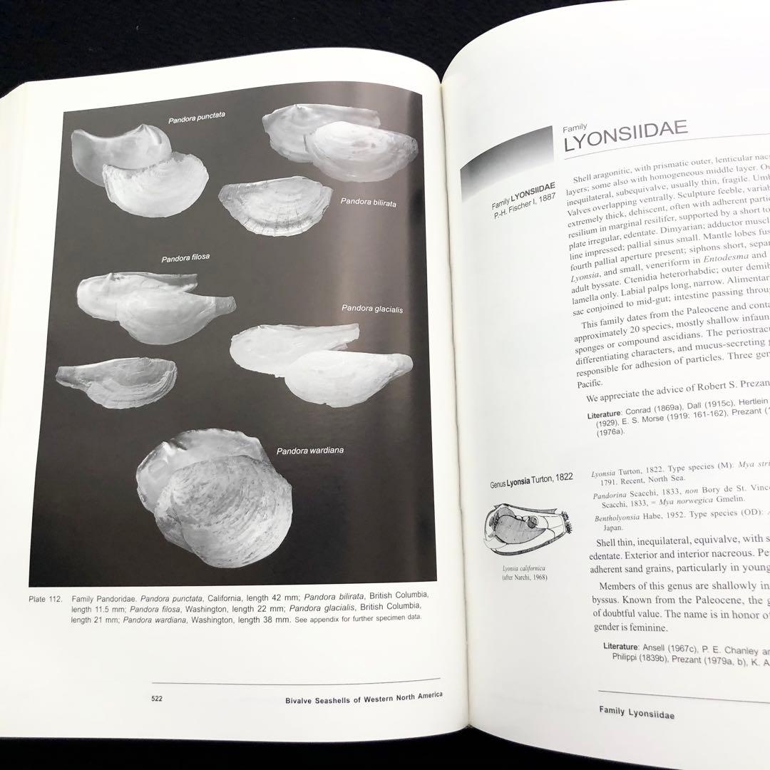 北アメリカ西部の二枚貝 専門書「Bivalve Seashells」