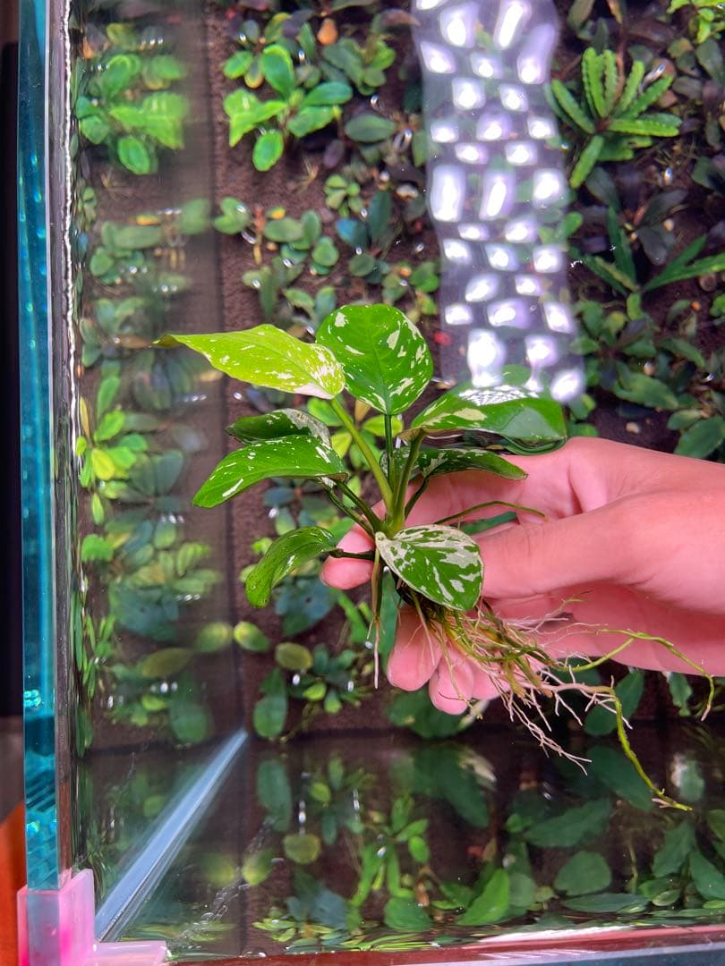 menehunecyan　※プロフ必読！ページ　アヌビアス　斑入りキング