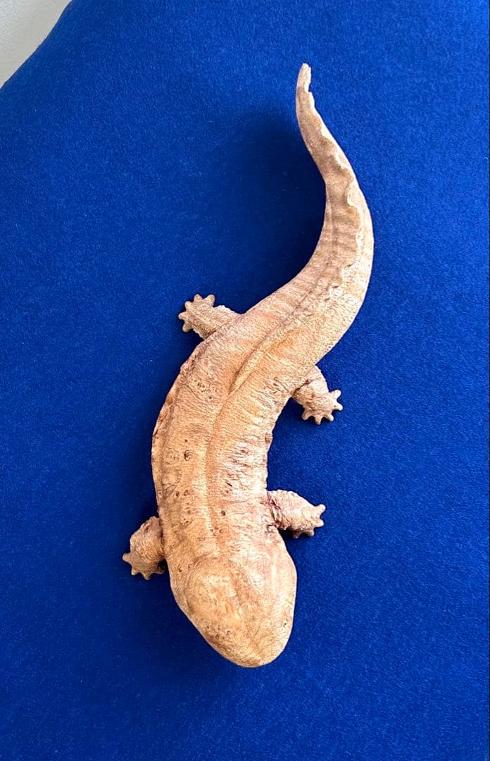 田中鱗水 メープル瘤材彫オオサンショウウオ 木彫 26cm 125.52g