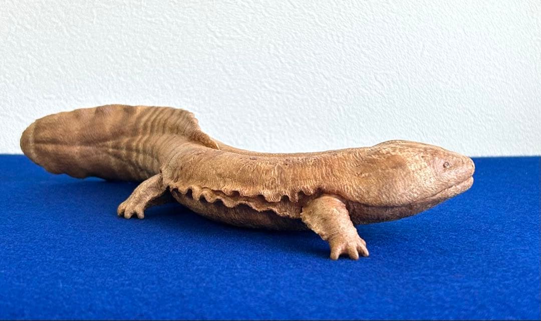 田中鱗水 メープル瘤材彫オオサンショウウオ 木彫 26cm 125.52g