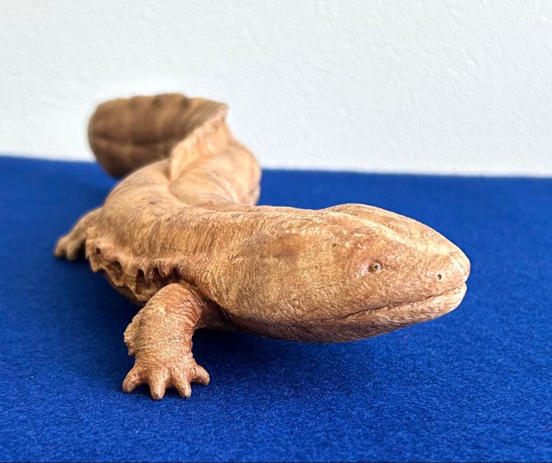 田中鱗水 メープル瘤材彫オオサンショウウオ 木彫 26cm 125.52g